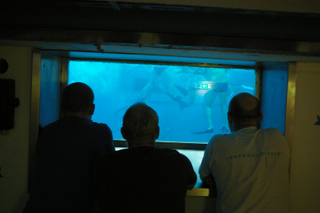 Illustration for article titled Austrian Underwater Rugby Nationals live